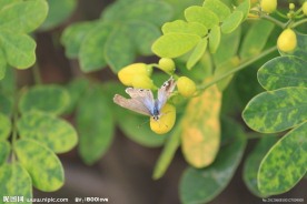 双荚决明