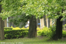林荫道