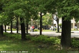 林荫道