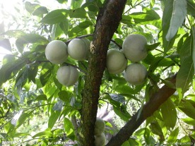 芙蓉李树上果实