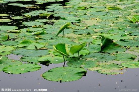 绿毯一样的湖