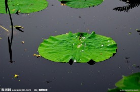 绿毯一样的湖