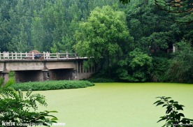 绿毯一样的湖