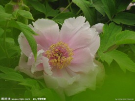 芍花