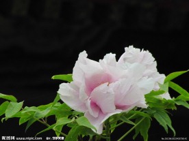 芍花
