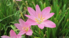 粉红色的花