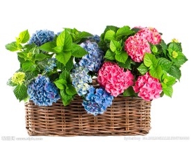 竹篮花朵 八仙花