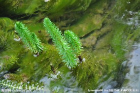 水草