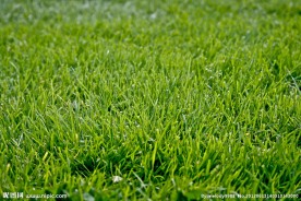 青草 草坪