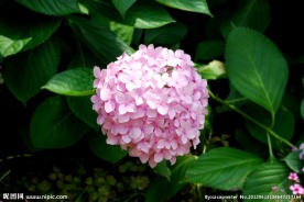 绣球花