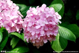 绣球花