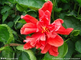 扶桑花