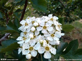 山楂花