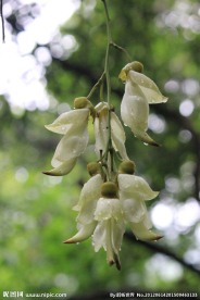 禾雀花