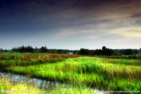 湿地 清晨