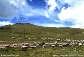 草原羊群