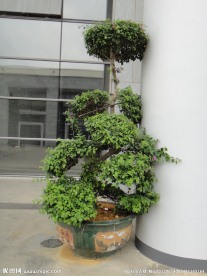 盆景树