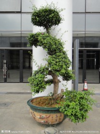 盆景树