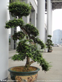 盆景树