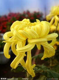 菊花