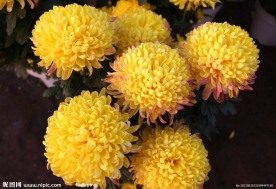 五朵金花 菊花