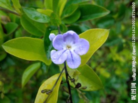 紫花 观赏树 紫色花