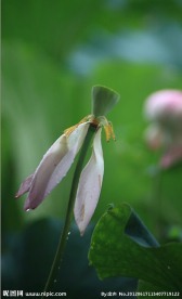 荷花 花蕾