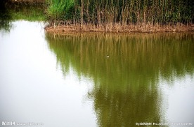芦苇与野鸭