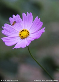 小花
