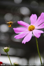 波斯菊