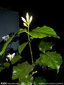 清香茉莉