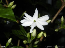 清香茉莉
