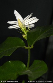 清香茉莉