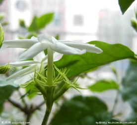 清香茉莉