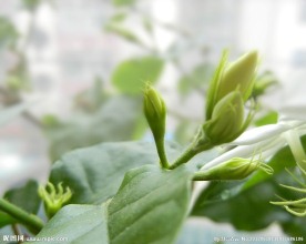 清香茉莉