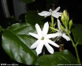 清香茉莉