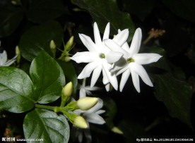 清香茉莉