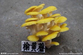 榆黄蘑