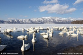 日本北海道 白天鹅（非高清）
