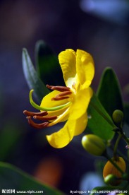 黄槐花