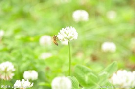 小蜜蜂和花