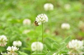 白花