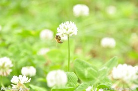 小蜜蜂和花