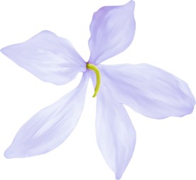 花朵透明底png