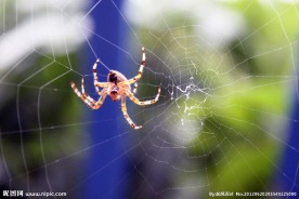 蜘蛛