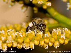 蜜蜂采蜜