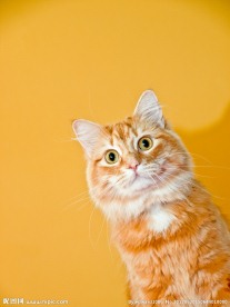 可爱小猫