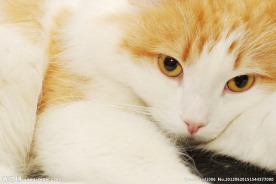 可爱小猫