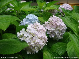 冰蓝色的绣球花