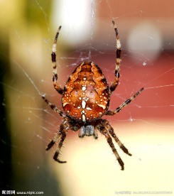 蜘蛛